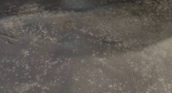 怎么防止皮革发霉？皮革制品防霉完整指南