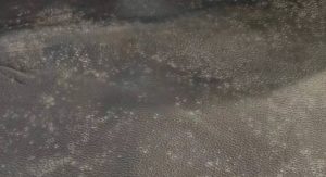 怎么防止皮革发霉?皮革制品防霉完整指南